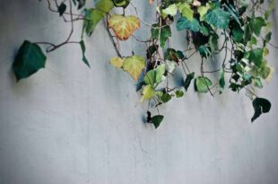 ウォールグリーンで変わるオフィス空間！本物とフェイクグリーン、壁掛けタイプを比較