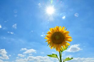 熱中症対策の指針となる暑さ指数（WBGT値）とは