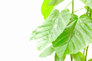 光触媒観葉植物とは？効果や導入メリットを解説